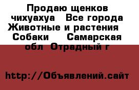 Продаю щенков чихуахуа - Все города Животные и растения » Собаки   . Самарская обл.,Отрадный г.